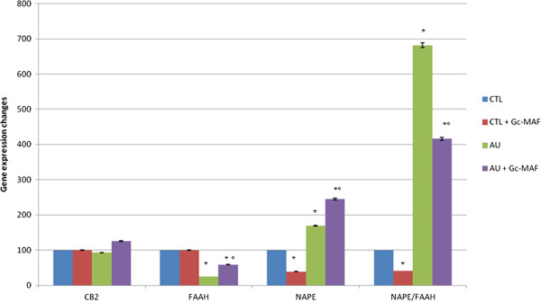 Expression of the enzymes NAPE-PLD and FAAH, and CB2R genes in blood monocyte-derived macrophages (BMDMs). The ratio NAPE/FAAH was also reported. The measured mRNA levels were normalized with respect to GAPDH (housekeeping gene) and gene expression values were expressed as a percentage of arbitrary units ± SEM. * indicates significant difference versushealthy controls; ° indicates significant difference versus GcMAF untreated autistic BMDMs. P-values <0.05 were considered statistically significant. CTL, healthy control subjects;AU, autistic patients. Values were reported in percentage versus healthy control values.