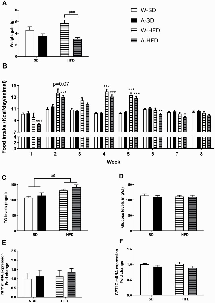 (A) Body weight gain after 8 weeks of feeding, expressed in grams (N = 25–27/group). (B) Mean daily kcal ingested by mice exposed to water (W) or alcohol (A) during the gestation and lactation periods and exposed to a standard diet or a high-fat diet (HFD) (N = 25–27/group). (D) Fasting triglycerides (TG) and glucose blood levels (N = 6/group) and (E) NPY and (F) CPT1C gene expression in the hypothalamus (N = 5/group) measured following 8 weeks of standard diet or HFD feeding. Results are expressed as mean ± SEM. ###P < .001 vs W-HFD; *P < .05, **P < .01, ***P < .001 vs the corresponding group (water or alcohol) fed with standard diet; &&P < .01 vs standard diet.