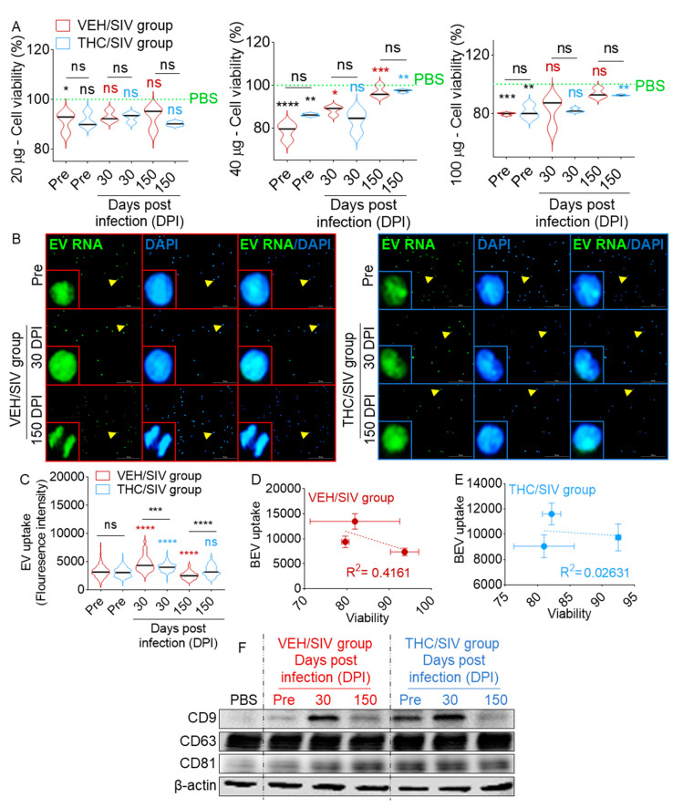 VEH/SIV- and THC/SIV-internalized BEVs transfer their cargo to target cells: (A) trypan blue exclusion assay for U937 following 18 h incubation with different concentrations (20, 40 and 100 µg) of BEVs. Ordinary one-way ANOVA (Brown–Forsythe and Bartlett tests, with Sidak’s multiple comparisons test) was used to determine the statistical significance within the group. Binary Student’s t tests (Welch’s correction) were used to determine significant differences between groups for each of the time points in each group. (B) Images of U937 cells incubated with SYTO RNASelect-stained BEVs (100 µg) for 18 h. DAPI is blue and SYTO RNASelect, which stained BEV RNA, is in green. Fluorescence images were manually obtained with Lionheart FX automated microscope at 10× magnification. Yellow arrows correspond to the enlarged area (inset). Scale bar: 50 μm. (C) Quantification of BEV internalization efficacy by U937 cells. Five fields of view were analyzed per time point. Ordinary one-way ANOVA (Brown–Forsythe and Bartlett tests, with Sidak’s multiple comparisons test) was used to determine the statistical significance within the group. Binary Student’s t tests (Welch’s correction) were used to determine significant differences between groups for each of the time points in each group. * p < 0.05, ** p < 0.01, *** p < 0.005, **** p < 0.001, and ns = non-significant. (D,E) Correlation analysis between cell viability and BEV internalization. (F) Western blot analysis of tetraspanins in U937 cells treated with VEH/SIV and THC/SIV BEVs; β-actin was used as a loading control.