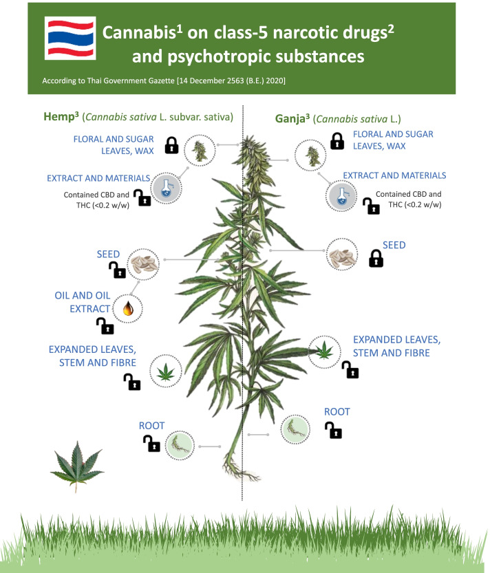 Ganja on class-5 narcotic drugs and psychotropic substances of the Thai government gazette effective December, 2020. Superscript digit one indicates the following: under approved permission by Thai FDA. Superscript digit two indicates the following: the Thai government listed ganja, kratom, opium, and hallucinogenic mushrooms in class-5 of narcotics classification in the Narcotics Act (Saingam et al. 2013). The removal of ganja off the lists is being examined for amendment of the Act in 2022, but it must be published in the official Royal Gazette before then (Reuters 2022). Superscript digit three indicates the following: only produced in Thailand