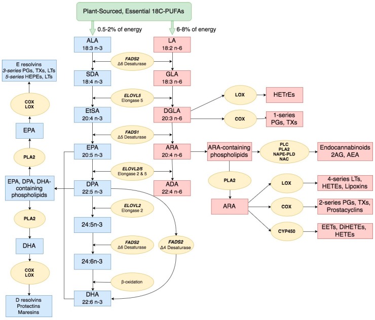 Polyunsaturated fatty acid biosynthesis. n-3 and n-6 LC-PUFA are synthesized from dietary intake of essential fatty acids ALA and LA, respectively, through a series of enzymatic desaturation (FADS2 and FADS1) and elongation (ELOVL2 and ELOVL5) steps. This pathway gives rise to primary n-3 LC-PUFAs and n-6 LC-PUFAs such as EPA, DPA, DHA and ARA. These LC-PUFAs (as free fatty acids or complex lipids) and their metabolites impact a wide ranges of physiologic and pathophysiologic processes. Abbreviations: FADS1/2, fatty acid desaturase 1/2; ELOVL 2/5, fatty acid elongase 2/5; ALA, α-linolenic acid; SDA, stearidonic acid; EtSA, eicosatetraenoic acid; EPA, eicosapentaenoic acid; DPA, docosapentaenoic acid; DHA, docosahexaenoic acid; LA, linoleic acid; GLA, γ-linolenic acid; DGLA, dihomo-γ-linolenic acid; ARA, arachidonic acid; ADA, adrenic acid; PG, prostaglandin; TX, thromboxane; LT, leukotriene; HEPE, hydroxyeicosapentaenoic acid; HETrE, hydroxyeicosatrienoic acid, HETE, hydroxyeicosatetraenoic acid; DiHETE, dihydroxyeicosatetraenoic acid; EET, epoxyeicosatetraenoic acid; 2AG, 2-arachidonoylglycerol; AEA, arachidonoyl ethanolamide/anandamide.