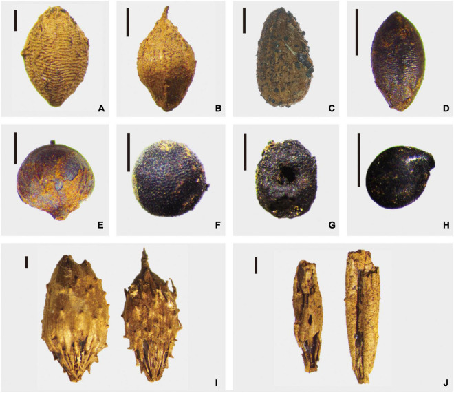 Weed remains unearthed from the Chashancun cemetery. (A) Setaria glauca; (B) Echinochloa crusgalli; (C) Compositae; (D) Setaria viridis; (E) Humulus scandens; (F) Vaccaria segetalis; (G) Rubia cordifolia; (H) Chenopodium; (I) Xanthium sibiricum; and (J) Elymus (Scale bar: 1 mm).