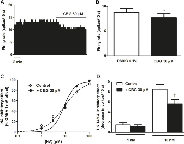Effect of CBG on the firing rate of LC NA cells and on α2-adrenoceptor agonist-induced inhibition (A) Representative example of the firing rate recording of LC neuron, which represents the effect of CBG (30 μM) on the basal firing rate. The vertical line indicates the number of spikes recorded every 10 s and the horizontal line shows the period of drug application. (B) Bar histograms showing the firing rate (mean ± SEM) in the absence and the presence of CBG (30 μM) (n = 16) (C) Concentration-effect curves for NA in the absence (non-filled circles, n = 6) and the presence of CBG (30 μM) (filled circles, n = 6). The horizontal axis shows the concentration of NA in a semi-logarithmic scale. The vertical axis indicates the reduction in the firing rate of LC neurons as the percentage of the inhibitory effect of GABA (1 mM). Data points are the mean ± SEM at each NA concentration obtained from n cells. The line through the data is the theoretical curve constructed from the mean of the individual concentration-effect curve parameters, as estimated by nonlinear regression. The parameters of the concentration-effect curve for NA in the absence (control) and the presence of CBG (30 μM) were the following: Emax (97.4 ± 1.9 vs. 96.8 ± 2.2%), pEC50 (5.05 ± 0.07 M vs. 5.06 ± 0.07 M) and EC50 (8.93 µM vs. 8.70 µM) (n = 6). (D) Bar histograms showing the inhibitory effect (decrease in spikes/10 s; mean ± SEM) of UK14304 in the absence (control) (1 nM, n = 6 and 10 nM, n = 6) and the presence of CBG (30 μM) (1 nM, n = 9 and 10 nM, n = 8). *p < 0.005 compared to the firing rate before CBG (30 μM) administration by a paired Student’s t-test. †p < 0.05 compared to the inhibitory effect induced by UK14304 (10 nM) in the absence of CBG (30 μM) by an unpaired Student’s t-test.