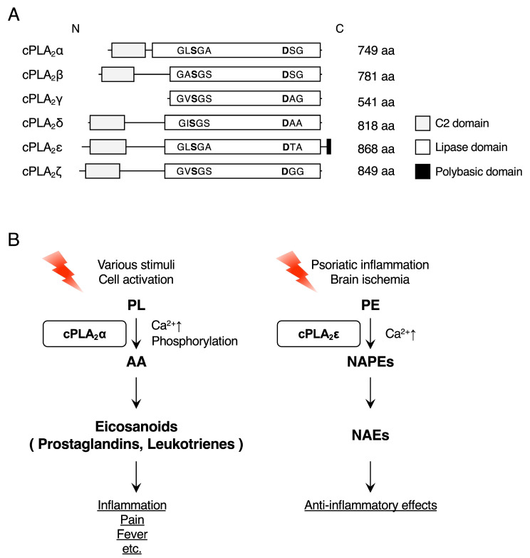 Structures of cPLA2 proteins and the enzymatic properties of cPLA2α and cPLA2ε. (A) Structures of human cPLA2 proteins. The Ser/Asp catalytic dyad in the lipase domain of each cPLA2 isoform is shown in bold. The N-terminal C2 domain, which mediates Ca2+-dependent membrane translocation, is characteristic of the cPLA2 family (except for cPLA2g). (B) Upon cell activation in response to various stimuli, cPLA2α is activated by an increase in cytosolic Ca2+ concentration and phosphorylation to selectively release arachidonic acid through its PLA2 activity. The cPLA2α-driven arachidonic acid is converted to eicosanoids (prostaglandins and leukotrienes) to exert various biological effects, such as inflammation, pain, and fever, among others. In the models of psoriatic inflammation and brain ischemia, cPLA2ε activated by Ca2+ (or possibly other unknown mechanisms) produces NAPEs and NAEs, which exert anti-inflammatory effects. The arrows indicate the flow of the metabolic pathways. AA, arachidonic acid; PL, phospholipid.