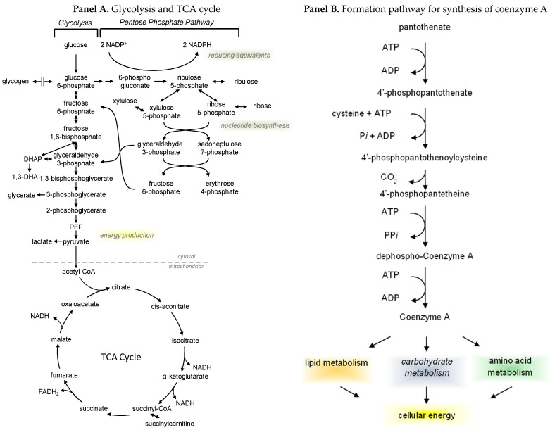 Integration of glycolysis with the tricarboxylic acid cycle (Panel A) and formation of coenzyme A (Panel B). Glycolysis and the tricarboxylic acid cycle (TCA cycle) are connected by pyruvate, which can proceed to lactate or acetyl-CoA, depending on the energy status of the cell (both occur in muscle and liver). However, once pyruvate is converted to acetyl-CoA, the carbon cannot be converted back to glucose. Pyruvate can be converted back to glucose in the liver. Glycolysis and the TCA cycle provide reducing equivalents for the production of ATP, the energy currency, for cell activity. The reducing equivalents are NADH and FADH2 for the electron transport chain in the production of ATP, and NADPH derived from the pentose phosphate pathway is required for fatty acid synthesis during the fed state such as with an abundance of glucose or amino acids, which are used in fatty acid synthesis. The pentose pathway is also important for nucleotide synthesis. The catabolism of fatty acids during exercise (beta-oxidation) yields acetyl-CoA that supplies substrate for the TCA cycle. Glycolysis resides in the cytoplasm and the TCA cycle in the mitochondria. Synthesis of acetyl-CoA is necessary for energy production to proceed during exercise from metabolic pathways for macronutrient substrates such as glucose, fatty acids, and amino acids. The mitochondria are the final steps for ATP production from reducing equivalences produced in glycolysis and the TCA cycle. Lactate from glycolysis is an important exerkine derived from glycolysis in muscle and brain. Synthesis of acetyl-CoA is necessary for energy production to proceed during exercise from metabolic pathways for macronutrient substrates such as glucose, fatty acids, and amino acids.