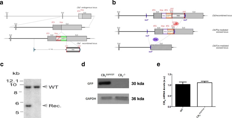 Generation of a novel mouse model. a Genomic structure of the construct employed for the generation of CB2EGFP/f/f and CB2−/− mice. Hatched rectangles represent cnr2 coding sequences, gray rectangles indicate non-coding exon portions, solid lines represent chromosome sequences. The neomycin-positive selection cassette (Neo) IRES sequence and reporter gene (EGFP) are indicated. loxP sites are represented by blue triangles and FRT sites by double red triangles. The initiation (ATG) and Stop (Stop) codons are indicated. For the generation of knock-in mice (CB2EGFP/f/f), recombined mice were bred with ubiquitous FLP-recombinase expressing mice, enabling the deletion of the FRT-flanked region. b For the generation of knock-out mice (CB2−/−), recombined mice were bred with ubiquitous Cre-recombinase expressing mice, resulting in the deletion of the loxP-flanked region. c Representative Southern blot showing the expected wild-type (WT) and recombined (Rec) hybridization signals at 9302 and 5794 bp, respectively, in embryonic stem cells from non-transfected (right column) and successfully transfected clones (left column). d Representative Western blot showing EGFP expression in spleen tissue homogenates from CB2EGFP/f/f (left lane) and CB2−/− mice (right lane). e The basal expression level of CB2 receptor mRNA is not modified as a consequence of the insertion of the genetic construct used for the generation of the knock-in mice (CB2EGFP/f/f), as revealed by qRT-PCR in spleen samples and comparison with WT mice