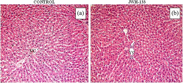 In the control group (CSG) (a) and JWH‐133 group (JG) (b), liver tissue exhibited a normal histological appearance. Haematoxylin and eosin staining, magnification ×20. VC, vena centralis.