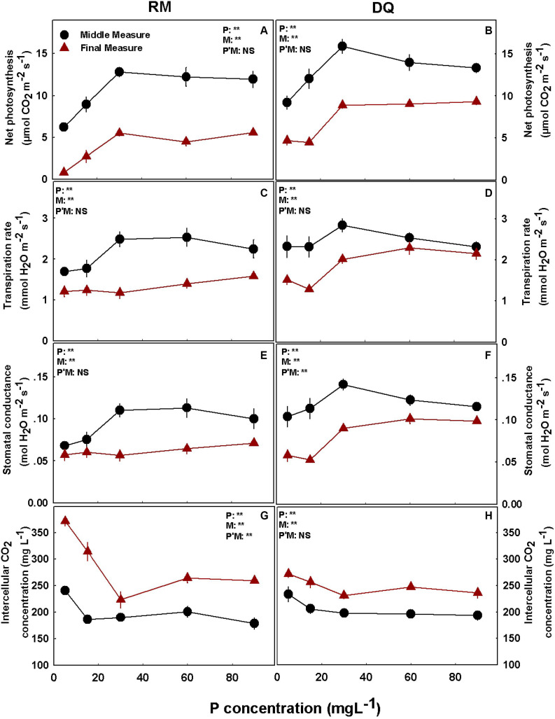 Effect of P supply on gas exchange parameters in cannabis leaves. Net photosynthesis rate (A,B), transpiration rate (C,D), stomatal conductance (E,F), and intercellular CO2 (G,H) for two medical cannabis cultivars, RM and DQ. Results of measurements at two developmental stages, at the middle and at the end of the flowering phase. Presented data are averages ± SD (n = 6). Results of two-way ANOVA indicated as **P < 0.05, F-test; NS, not significant P > 0.05, F-test. In the ANOVA results, P*M, the interaction between P and measurement.