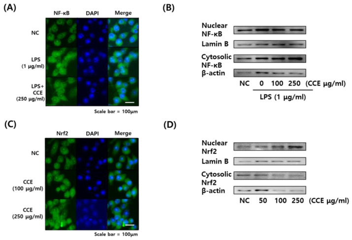 Immunofluorescence microscopy images and Western blot images demonstrating the activation of NF-κB and NRF2 pathways in macrophages by C. sativa L. callus extract (CCE) treatment. (A) Immunofluorescence microscopy image of NF-κB. (B) Western blot image of NF-κB. (C) Immunofluorescence microscopy image of NRF2. (D) Western blot image of NRF2. (A,C) NF-κB and NRF2 proteins were labeled with fluorescein isothiocyanate (FITC, green) and the nucleus was stained with DAPI (blue). (B,D) Representative blot images were presented.