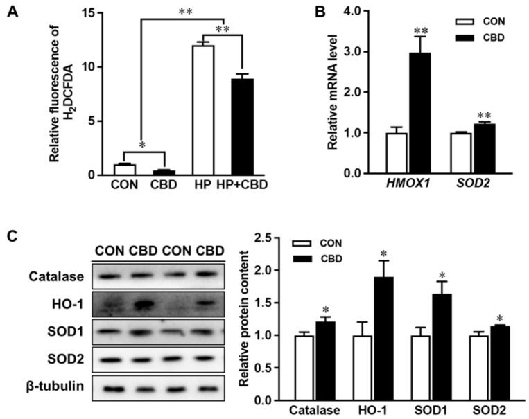 Cannabidiol oil mitigates reactive oxygen species (ROS) production and enhances antioxidant expression. (A) ROS production measured with H2DCFDA. (B) mRNA expression of heme oxygenase 1 gene (HMOX1) and superoxide dismutase 2 (SOD2). (C) Protein contents of catalase, heme oxygenase 1 (HO-1), SOD1, and SOD2. CON: untreated Caco-2 cells; CBD: Caco-2 cells treated with 10 µM cannabidiol (CBD) oil. Mean ± SEM, n = 4, *: p ≤ 0.05; **: p ≤ 0.01.
