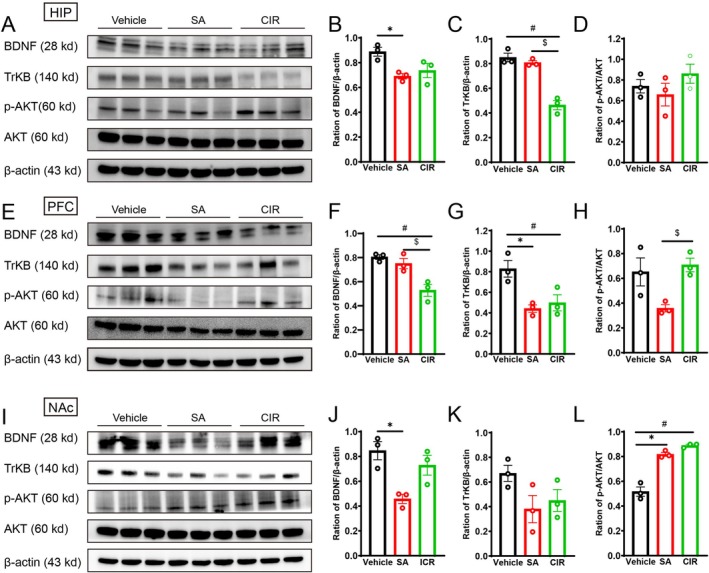 Effect of 4F‐ABUTINACA self‐administration on BDNF and its associated signalling pathway protein levels. Representative western blot images of BDNF, TrkB, p‐AKT, AKT and β‐actin in the HIP (A), PFC (E) and NAc (I). Quantified BDNF protein levels normalized to β‐actin in the HIP (B), PFC (F) and NAc (J). Quantified TrkB levels normalized to β‐actin in the HIP (C), PFC (G) and NAc (K). Quantified p‐AKT/AKT ratios normalized to total AKT in the HIP (D), PFC (H) and NAc (L). All quantitative data are presented as mean ± SEM (n = 3). *p < 0.05, SA vs. vehicle; # p < 0.05, CIR vs. vehicle; $ p < 0.05, SA vs. CIR.