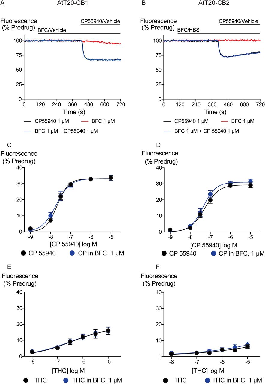 Brodifacoum (BFC) effect on CP55940 and Δ9-THC induced hyperpolarization of AtT20 cell expressing CB1 or CB2.Representative traces showing the change in fluorescence for CP55940 on A) AtT20-CB1, and B) AtT20-CB2 in the presence of BFC 1 µM or vehicle. Values are expressed as a percentage of predrug baseline. A reduction in fluorescence indicates a hyperpolarization. Drugs were added for the duration of the bar; the traces are representative of at least five independent experiments. Concentration response curve of hyperpolarization of AtT20-CB1 or AtT20-CB2 cells stimulated with C), D) CP55940 or E), F) Δ9-THC in the continued presence of either HBS or BFC. Data represents the mean ± SEM of five independent determinants performed in duplicate. There was no difference in the potency or maximal effect of CP55940 and Δ9-THC between HBS or in presence of BFC.