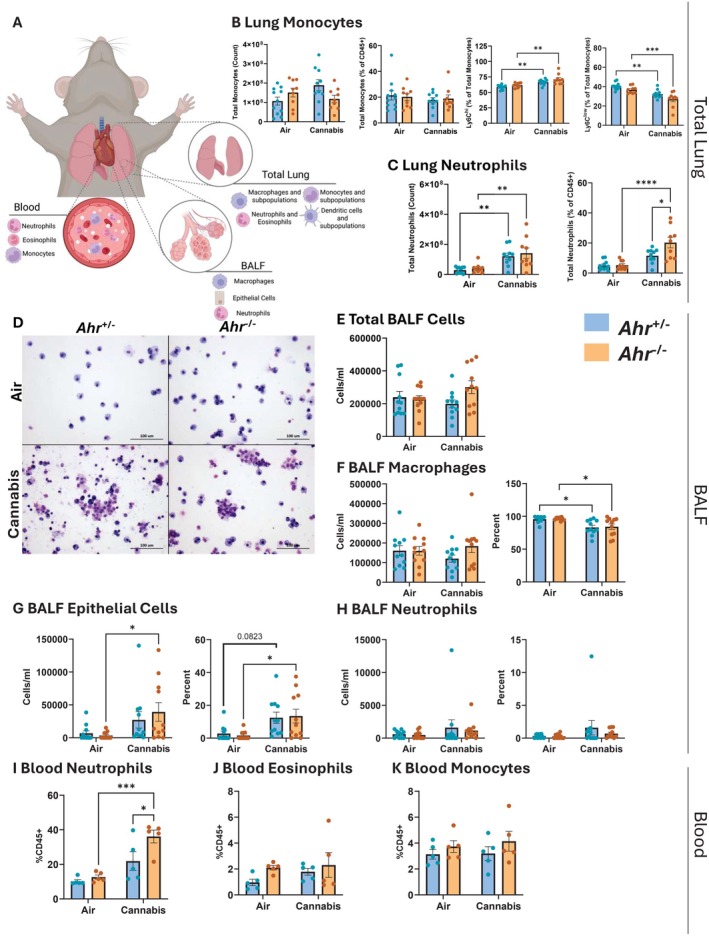Cannabis smoke alters innate immune cell populations in the lung, airspaces, and blood. (A) Schematic representation of immune cell populations assessed in the lung, airspaces, and blood. (B, C) Pulmonary monocytes and neutrophils, including total counts and percentages of CD45+ cells. (D) Representative images of BALF cells from Ahr +/− and Ahr −/− mice after air or cannabis smoke exposure. Scale bars represent 100 μm. (E–H) Differential cell counts in BALF, including total BALF cells (E), macrophages (F), epithelial cells (G), and neutrophils (H), with total counts and percentages shown. (I–K) Innate immune cell populations in blood, including neutrophils (I), eosinophils (J), and monocytes (K). Data represent mean ± SEM, with individual points indicating biological replicates. Statistical significance is denoted as *p < 0.05, **p < 0.01, ***p < 0.001, and ****p < 0.0001.