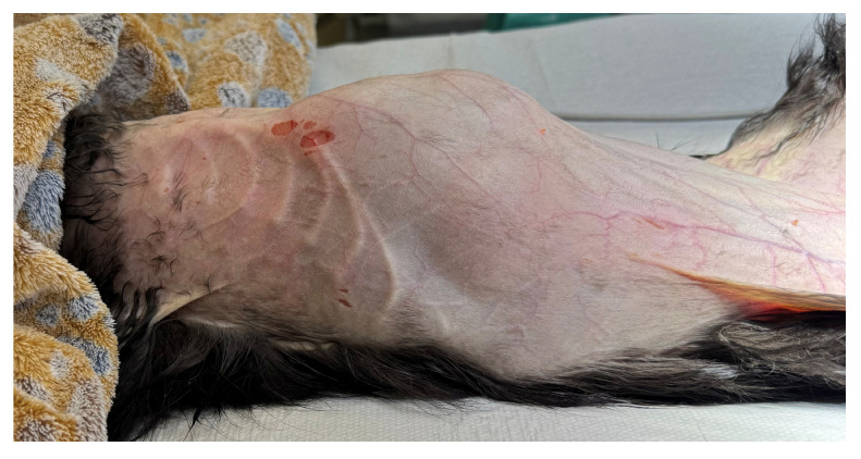 Enlargement of the cranial abdomen. Skin lesions due to clipping.