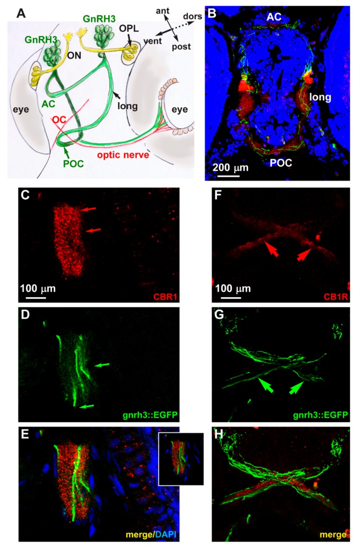 Expression of CB1R in developing zebrafish brain. (A) Scheme illustrating the position of the GnRH3 neurons relative to the position and orientation of the main forebrain commissure in the zebrafish brain (redrawn from [52]). (B) Low magnification double-fluorescent images of GnRH3::EGFP neurons (green) and IFL with an anti-CB1R antibody (red) on cryostatic sections of the zebrafish head at the age 72 hpf. (C–E) Higher magnification double-fluorescence images of the anterior commissure, showing overlapping localization of CB1R punctate staining (red) with EGFP+ fibers (green). Sections were counterstained with DAPI (blue). The merged signal is shown in E. Inset in E shows a single stack of the same image. Arrows indicate the fluorescence signal. (F–H) Higher magnification double-fluorescence images of the optic chiasm, immunostained for CB1R (red), as in panels C–E. Adjacent but non-overlapping expression was observed in these fibers. Arrows indicate the fluorescence signal. Scale bars are reported in panels B, in C (for C,D) and in F (for F–H). AC, anterior commissure; ant, anterior; dors, dorsal; long, longitudinal tract; OC, optic chiasm; ON, olfactory nerve; OPL, olfactory placode; POC, postoptic commissure; post, posterior; RGC, retinal ganglion cells; ven, ventral.