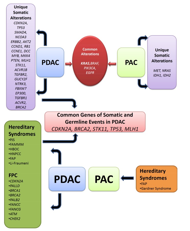 Unique and common germline and somatic genomic alteration network in pancreatic ductal and periampullary adenocarcinoma. Unique somatic alterations in several genes are listed in PDAC and PAC separately. Common somatic alterations are listed together. Different hereditary syndromes were unique for PDAC and PAC and are listed individually. FPC genes are mutated and segregated in families risk for PDAC are only observed and grouped together. Common germline and somatic genomic alterations are assigned for PDAC risk.