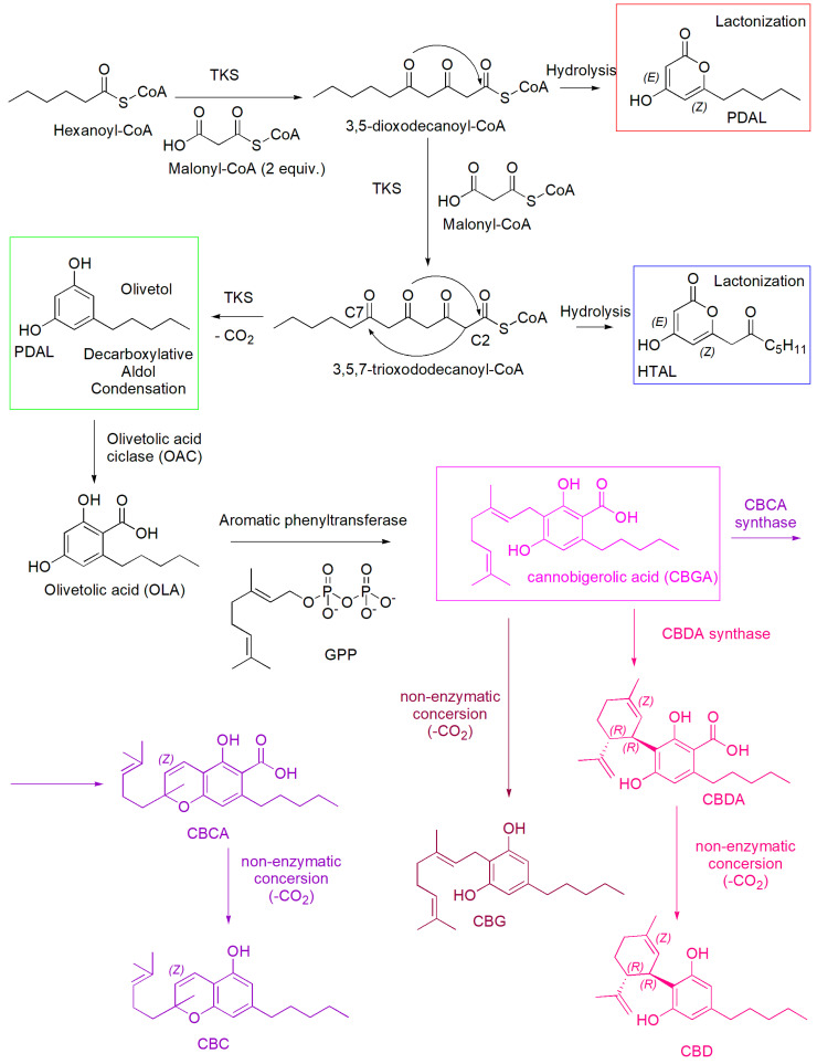 Biosynthesis of non-psychotropic cannabinoids CBG (amaranth route), CBD (pink route) and CBC (light purple route), including the formation of the three by-products pentyl diacetic lactone (PDAL), hexanoyl triacetic acid lactone (HTAL), and olivetol.