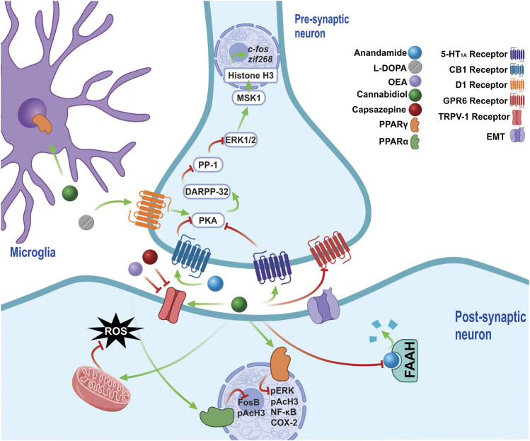 The chronic administration of l-DOPA leads to a sensitization of D1 receptors, which maintain the over-activation of PKA in LIDs. PKA regulates the pathway that activates DARPP-32, which inhibits the modification by PP-1, of ERK1/2 signaling, which acts on nuclear targets, such as MSK1, and, along with histone H3, regulates the expression of early genes such as c-fos and zif268. CBD exerts antidyskinetic effects by increasing AEA concentration by inhibiting of FAAH, thus stimulating the CB1 receptors, which decrease PKA activity. The CB1 requiere the co-administration of a TRPV1 inhibitor (CPZ), because they stimulate TRPV1 via AEA and CBD, both of which generate opposite effects to the activation of CB1. Furthermore, increased OEA is generated via the inhibition of FAAH, an endocannabinoid able to block TRPV1 and stimulate PPARσ receptors, reducing biochemical markers such as FosB and pAcH3. In addition, CBD activate the 5-HT1A receptor, a receptor that had previously only been implicated in the anticataleptic effect of CBD. By activating PPARγ receptors, CBD reduces the levels of molecular markers involved in LIDs, such as pERK, pAcH3, NF-Kβ and COX-2, while it also generates an anti-inflammatory effect by stimulating said receptors, which are present in the glia. Furthermore, CBD is able to reduce oxidative damage, decreasing the production of ROS by increasing the activity of mitochondrial complexes. The inverse agonism that CBD exerts on GPR6 could form part of its antidyskinetic mechanisms. Abbreviations: l-DOPA, L-3,4-Dihydroxyphenylalanine; D1, Dopamine receptor 1; PKA, cAMP-dependent protein kinase; LID, l-DOPA-induced dyskinesias; DARPP-32–32 KDa Phosphoprotein regulated by cAMP and dopamine; PP-1, phosphoprotein 1; ERK, extracellular signal-regulated kinase; MSK-1, mitogen and stress regulated protein kinase; CBD, cannabidiol; AEA, anandamide; FAAH, fatty acid amide hydrolase; TRPV1, transient potential receptor V1; CPZ, cpazazepine; OEA, oleoylethanolamide; PPARα, peroxisome proliferator activated receptor α; pAcH3, Histone 3 phosphoacetylation; 5HT1A, Serotonin receptor 1A; PPARγ, peroxisome proliferator activated receptor γ; NF-Kβ, nuclear factor Kβ; COX-2, cyclooxygenase 2.
