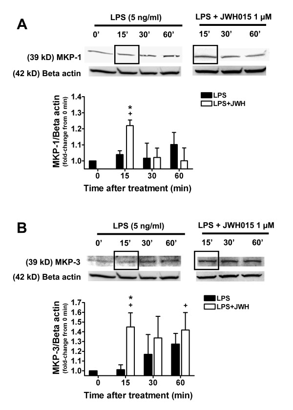 Effects of microglial CBR2 activation on the MKP-1/3 pathway. Representative western blots and quantification of MKP-1 (A) and MKP-3 expression (B) at different incubation time points (15–60 min, 0 = medium control group) in LPS-stimulated microglia in the presence or absence of JWH015 (1 μM). JWH015 produced a MKP-1 and MKP-3 increase (15 min). +p < 0.05 vs. medium control group; *p < 0.05 vs. LPS alone group.
