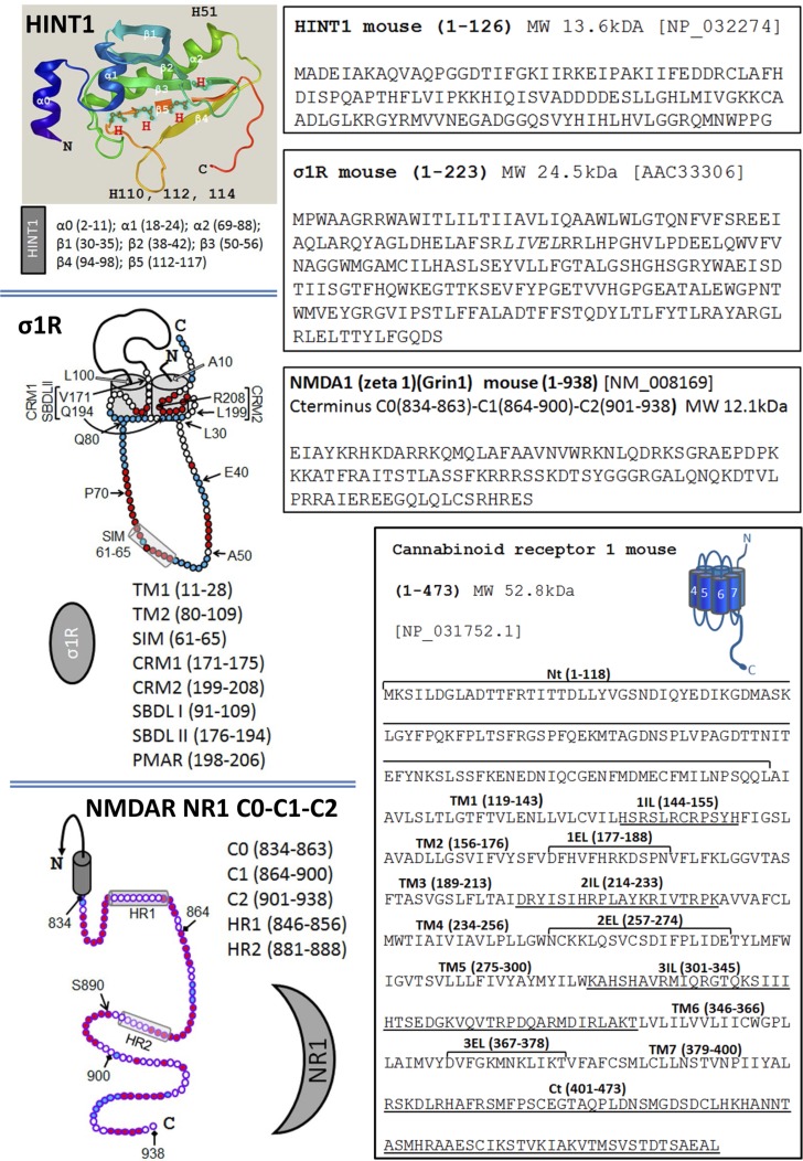 The sequence of HINT1, σ1R, the C terminal of the NMDAR NR1 subunit and the CB1 receptorSequence of the murine HINT1 protein. The α and β regions, and the histidines are indicated on the ribbon backbone (Novafold/Protean 3D/DNASTAR v12). The long isoform of the murine σ1R has two hydrophobic transmembrane regions, TM1 and TM2. The σ1R hairpin loop (L30-Q80) contains a SUMO-Interacting motif (SIM: 61-65), while the C-terminal region includes two cholesterol-binding motifs, CRM1 and CRM2, and a potential membrane attachment region (PMAR). The steroid binding site is formed by the SBDL I in TM2 and SBDL II at the C terminus [49, 62, 9]. The C terminal C0-C1-C2 of the NMDAR NR1 subunit contains 104 residues with two hydrophobic regions HR1 and HR2 [9]. The S890 residue is indicated, a PKC regulatory site. In the sequence of the murine CB1R, the extracellular, transmembrane and cytosolic regions are indicated.