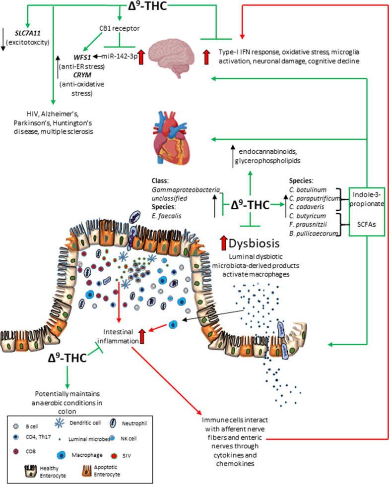 Proposed mechanisms by which long-term, low-dose THC modulates the microbiota–gut–brain axis in HIV/SIV infection. Massive infection and persistence of HIV/SIV in the gastrointestinal tract early in the disease course leads to significant structural and functional damage that is not reversed by anti-retroviral therapy. This leads to persistent GIT inflammation, dysbiosis and disruption of the intestinal epithelial barrier and microbial translocation. Activated immune cells in the GIT can interact with the afferent nerve fibers and enteric nerves through the release of cytokines and chemokines. Both cytokines and translocated microbial products (LPS) can systemically reach the brain and activate microglia resulting in increased type-I interferon responses, decreased WFS1 and CRYM gene expression, and increase in miR-142-3p expression, potentially leading to endoplasmic reticulum and oxidative stress, all of which can lead to neuronal damage, and cognitive decline. Because of its high lipophilicity, cannabinoids (Δ9-THC) can efficiently cross the blood–brain barrier and attenuate type-I interferon responses, excitotoxicity (decreasing SLC7A11 expression), oxidative stress through increased expression of CRYM, and endoplasmic reticulum stress by enhancing WFS1 protein expression through counteracting the transcriptional silencing capabilities of miR-142-3p in a CB1R-dependent fashion. Lastly, by inhibiting intestinal inflammation, THC can help maintain anaerobic conditions in the colon, which modulates the microbiota composition, resulting in a positive shift in the microbial profile, from pathobionts like Gammaproteobacteria_unclassified (class) and Enterococcus faecalis, to microbes that produce short chain fatty acids (butyrate) (Clostridium butyricum, Faecalibacterium prausnitzii and Butyricicoccus pullicaecorum), and more importantly, indole-3-propionate (Clostridium botulinum, Clostridium paraputrificum, Clostridium cadaveris). In this way, low-dose cannabinoids can reduce neuroinflammation, dysbiosis and potentially slow down cognitive decline in not only HIV but also other neurodegenerative diseases like Alzheimer’s, Parkinson’s, Huntington’s disease, multiple sclerosis, etc. The images representing brain and heart were obtained from BioRender’s list of ready-to-use images