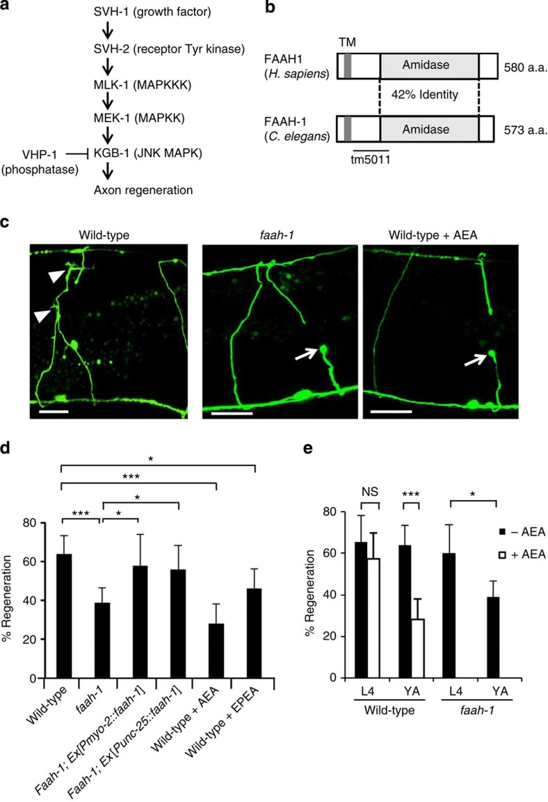 Effects of FAAH-1 and AEA on axon regeneration in C. elegans.(a) Schematic diagram of the JNK MAPK pathway involved in axon regeneration in C. elegans. SVH-1 growth factor and SVH-2 receptor tyrosine kinase positively regulate the JNK pathway. VHP-1 MAPK phosphatase negatively regulates it. (b) Structure of FAAH-1. Comparison between C. elegans FAAH-1 and human FAAH1 is shown. TM represents the putative transmembrane domain. The bold line underneath indicates the extent of the deleted region in the faah-1(tm5011) mutation. (c) Representative D-type motor neurons in wild-type and faah-1 mutant animals 24 h after laser surgery. Young adult animals were treated with ethanol or AEA for 6 h after axotomy. In wild-type animals, severed axons have regenerated growth cones (arrowheads). In faah-1 mutants and AEA-treated wild-type animals, severed axons failed to regenerate (arrows). Scale bars=10 μm. (d) Percentages of axons that had initiated regeneration 24 h after laser surgery. Young adult animals were treated with ethanol, AEA or EPEA for 6 h after axotomy. At least 30 axons per treatment group were assayed. (e) Effect of age on axon regeneration. Animals in L4 or young adult (YA) stage were treated with ethanol (−AEA) or AEA for 6 h after axotomy. Error bars indicate 95% confidence intervals (CI). *P<0.05, ***P<0.001 as determined by Fisher's exact test. NS, not significant.
