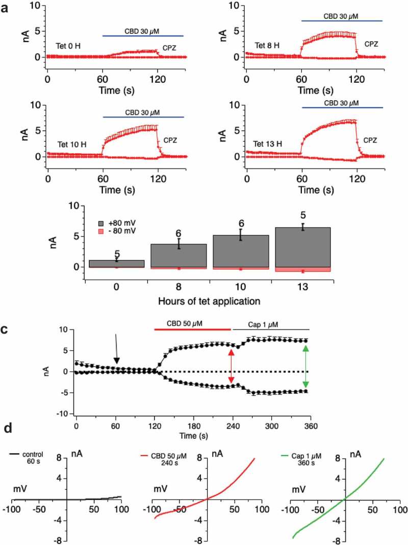 Examination of pore-dilation in Cannabinoid-evoked TRPV1 currents.A, B. Driving large CBD-evoked currents through extended tetracycline induction time (current development graphs shown in A for tetracycline inductions of 0–13 h) does not translate to attainment of a non-rectifying pore-dilated state for the conductance (B). C. Currents evoked by CBD and Capsaicin of similar amplitudes are distinguished by their current/voltage relationships. Induction time of 25 h with CBD doses of 50 μM followed by 1 μM Capsaicin. I/V relationships (D) show that CBD-evoked currents are rectified while Capsaicin-evoked current is highly linear. E, F, G. H. Protocol as in Figure 7 A-D but with CBDV (E, F) or CBG (G, H).