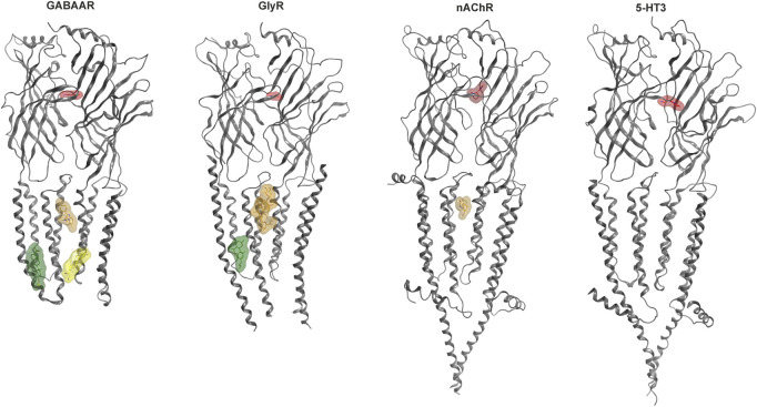 Cys-loop receptor structure and selected binding sites. For each family, a representative dimer is depicted in grey ribbon: GABAAR (8DD2—Zhu et al., 2022), GlyR (7M6O—Kumar et al., 2022), nAChR (7EKT—Zhao et al., 2021), 5-HT3 (6HIO—Polovinkin et al., 2018). Ligand bound structures have been superposed to render multiple sites. Agonist molecules at the ECD interfaces are rendered in red: GABA (PDB ID 6HUP—Masiulis et al., 2019), glycine (PDB ID 5VDH—Huang et al., 2017), nicotine (PDB ID 6PV7—Gharpure et al., 2019), 5-HT (PDB ID 6HIO). Binding sites in the TMD are displayed with representative ligands using colors for distinct sites: The upper TMD interface site in brown: zolpidem bound GABAAR (8DD2), ivermectin bound GlyR (5VDI - Huang et al., 2017) and PNU-120596 bound nAChR (7EKT). Lower TMD interface site in yellow: THDOC bound GABAAR (5OSB—Laverty et al., 2017). Lipid associated lower TMD site in green: pregnenolone sulfate bound GABAAR (5OSC—Laverty et al., 2017) and Δ9-THC bound GlyR (7M6O). The green ligand in the GlyR structure represents the first Δ9-THC bound Cys-loop receptors for which an atom level structure is available.