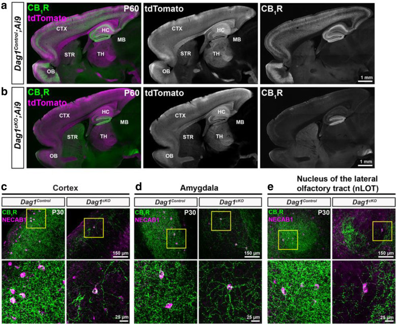 CCK+ interneurons are reduced throughout the forebrain of mice lacking Dystroglycan from pyramidal neurons. (a-b) Sagittal sections from P60 Dag1Control;Ai9 (a) and Dag1cKO;Ai9 mice (b) immunostained for CB1R (green; right panels) and tdTomato/Ai9 (magenta; middle panels). In Dag1cKO;Ai9 mice, CB1R staining is lacking in all the forebrain regions where NexCre drives recombination in excitatory neurons (tdTomato expression, middle panels) including the cortex (CTX), hippocampus (HC), and olfactory bulb (OB). Note the absence of tdTomato signal in the striatum (STR) and midbrain (MB), which are not targeted by NexCre. (c-e) Immunostaining for CB1R (green) and NECAB1 (magenta) in the cortex (c), amygdala (d), and nucleus of the lateral olfactory tract (e) shows the reduction of CCK+ interneuron markers in the forebrain of P30 Dag1cKO mice (right panels). Enlarged images (yellow boxed regions) show individual NECAB1+ cell bodies (magenta) co-localized with CB1R (green)