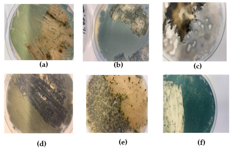 MSCL No., Latin name, and image of the fungi used in the experiment: (a) MSCL 1346 Aspergillus versicolor; (b) MSCL 281 Penicillium chrysogenum; (c) MSCL 280 Alternaria alternata; (d) MSCL 258 Cladosporium herbarum; (e) MSCL 851 Chaetomium sp.; (f) MSCL 309 Trichoderma asperellum.