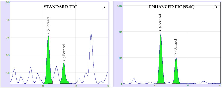 Enantio-GC comparison of zoomed borneol region of standard total ion current (TIC) (A) and enhanced extracted ion current (EIC) (B) in cannabis EO. Borneol enantiomer ratio was determined monitoring the 95 m/z fragment (B).