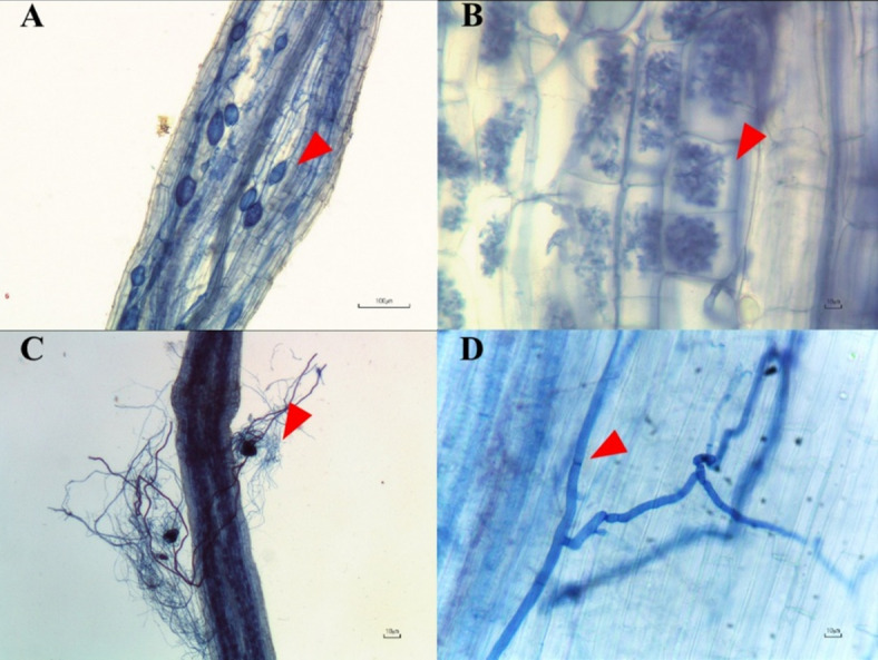 The effects of AMF and endophytic fungi on colonization in root hairs of Cannabis sativa. A), intensity of vesicles (arrow head); B), Arum-type of arbuscules (arrow head); C), AMF hyphae and spore around plant roots (arrow head) and D), Hyphae of endophytic fungi (arrow head).