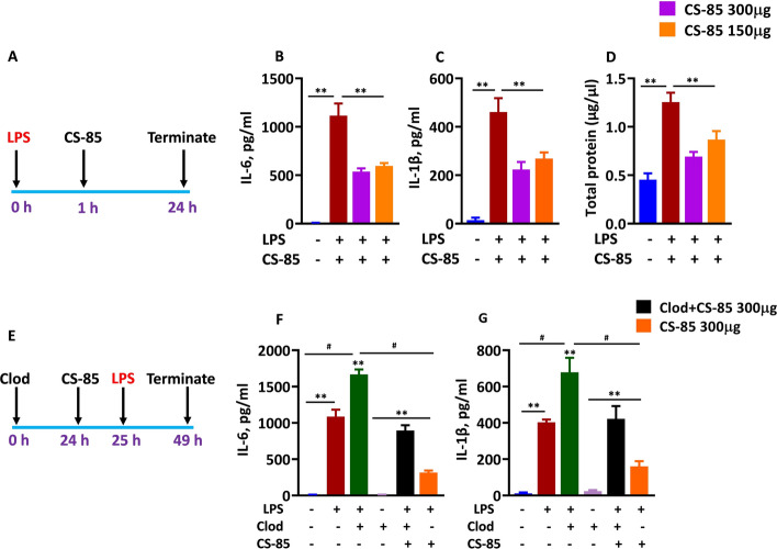 CS-85 attenuates ALI features in a therapeutic model of ALI. A Schematic presentation of LPS induced therapeutic model of ALI. B, C The mice were anesthetized with a ketamine–xylazine cocktail (80 and 15 mg/kg, respectively). The anesthetized mice were exposed to LPS (75 µg/mouse) for 1 h followed by CS-85 treatment for 24 h. BAL was performed 24 h after CS-85 treatment, and cytokines IL-6 (B) and IL-1β (C) were estimated by ELISA (n = 5). D The total protein content in the BAL fluid of the above mentioned mice was determined by using the Bradford method (n = 5). E Schematic presentation of experimental timeline showing clodronate, LPS administration and CS-85 treatment in mouse model of ALI. The clodronate liposomes (70 μL/mouse) were administered endotracheally to anesthetized mice. CS-85 treatment was given 1 h prior to LPS (75 µg/mouse) instillation. The BAL was performed 24 h after LPS instillation. F, G The BAL fluid of the mice was analyzed for IL-6 (F) and IL-1β (G) levels by ELISA (n = 5). The data are presented as mean ± SD. **p < 0.001 compared with LPS-treated mice, #p < 0.001 compared with Clod + LPS-treated mice (panels F and G)