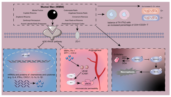 Mechanisms associated with the role of WMW in intestinal inflammation [161,162,164,166,168].
