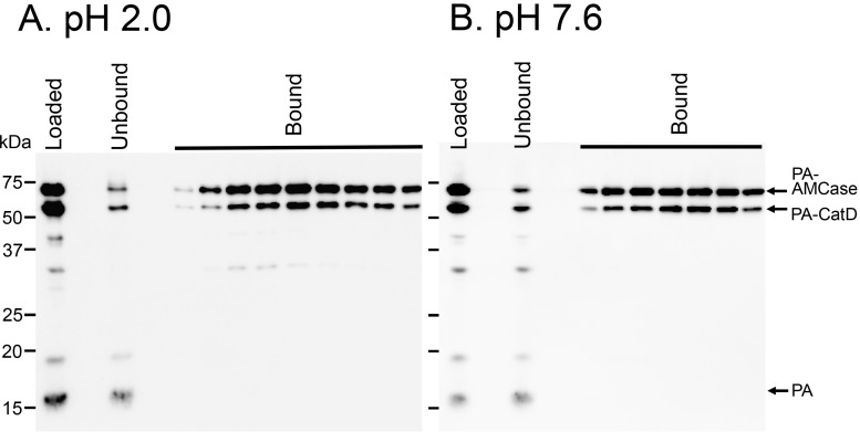 Affinity of Protein A-CatD-V5-His to chitin beads. Protein A-AMCase-V5-His, Protein A-CatD-V5-His and Protein A-V5-His were mixed and loaded onto chitin bead columns. Chitin binding assays were performed at pH 2.0 (A) or pH 7.6 (B) as described in the Experimental Section. The bound and unbound fractions were analyzed by Western blot using anti-V5-HRP antibody.