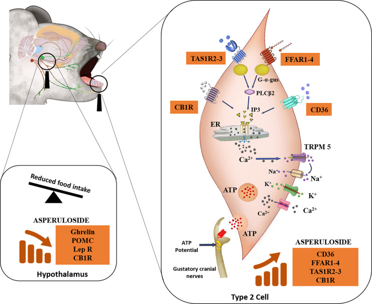Descriptive mechanism of action of ASP. Mice consuming either a standard chow diet or HFD received 3 mg of ASP daily for 12 weeks. We hypothesize that ASP prevented weight gain in mice consuming HFD by altering nutrient-sensing mechanisms of the taste buds that are involved in the homeostatic and hedonic regulation of food intake (12, 14, 16, 18, 30, 35). In the taste buds, gustatory Type II cells express the plasma membrane receptor CD36 (cluster of differentiation 36), a receptor participating in the orosesory detection of dietary lipids (26). Type II cells also express the free fatty acid receptor 1 (FFAR1) and free fatty acid receptor 4 (FFAR4) which mediate orosensory responses to long and short-chain fatty acid respectively (12). They also express subfamilies of the taste receptor type 1 (TAS1R) which detect sweet, bitter, and the umami taste (16). The endocannabinoid system is also involved in the orosensory detection of dietary fatty acids (14). This physiological function is mediated by the activity of cannabinoid receptor 1 (CB1R) (28) which additionally plays a major role in the enhancement of the sweet taste (29). When ASP was administered in mice consuming HFD, levels of CB1R, sweet (TAS1R2 and TAS1R3) and fat (CD36, FFAR1, and FFAR4) receptors were nearly doubled. FFAR1-4 and TAS1R2-3- are coupled to the G-protein α-gustducin (G-α-gus) which activates phospholipase C-β2 to promote the formation of inositol triphosphate (IP3) and the final release of intracellular Ca2+ from the endoplasmic reticulum (ER) (14, 17, 36). Similarly, when dietary lipids bind to CD36, this will ultimately result in the rise IP3 (14). The binding of IP3 to ER will release free Ca2+, followed by Ca2+ efflux (14). The increase in intracellular Ca2+ activates the transient receptor potential cation channel M5 (TRPM5) and then the voltage-gated Na+ channels allowing the entrance of Na+ ions and the outward current of K+ ions, inducing membrane depolarisation as well as ATP release (12, 16). At the same time, neurotransmitters and peptides involved in the regulation of food intake including NPY, ghrelin, and leptin are released to modulate autocrine and paracrine signaling within the taste bud itself and with afferent sensory nerves (13, 16). In response to taste stimulation, ATP release is increased into the cranial nerves VII and/or X and this elicits a greater afferent nutrient-sensing signal to the brain (12, 13, 17, 18, 35, 37). Taste signaling increases cortical activity in the mesolimbic pathway (regions of the brain associated with hedonic responses) which in turn send chemical signals to the hypothalamus for the regulation of food intake (35, 36). In the hypothalamus of mice consuming HFD, ASP downregulated the gene expression of appetite regulators including ghrelin, POMC, leptin, and CB1R (36, 38, 39). We hypothesize that ASP overstimulates taste buds signaling in response to high fat diet consumption leading to suppression of orexigenic signaling in the hypothalamus (12, 16, 18, 30, 35).
