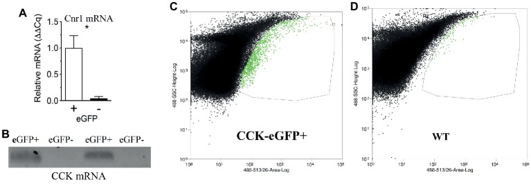 CB1R mRNA expression is enriched in CCK-containing cells in the upper small-intestinal epithelium. Fluorescence-activated cell sorting (FACS) of eGFP-CCK-positive (+) and eGFP-CCK-negative (−) cells from the upper small-intestinal epithelium reveals enhanced Cnr1 expression in eGFP-CCK-positive cells (A). Expression of mRNA for CCK is found in eGFP-CCK-positive cells but not in eGFP-CCK-negative cells (B). Gating strategy shown for sorting of eGFP-positive and eGFP-negative events, with eGFP-positive cells highlighted in green and demarked by thin line (C) and compared to upper small-intestinal epithelial cells from a wild-type (WT) mouse (D). Data expressed as mean ± S.E.M. Analyzed using Student’s t-test, two-tailed (C); n = 3 per group; *p < 0.05.