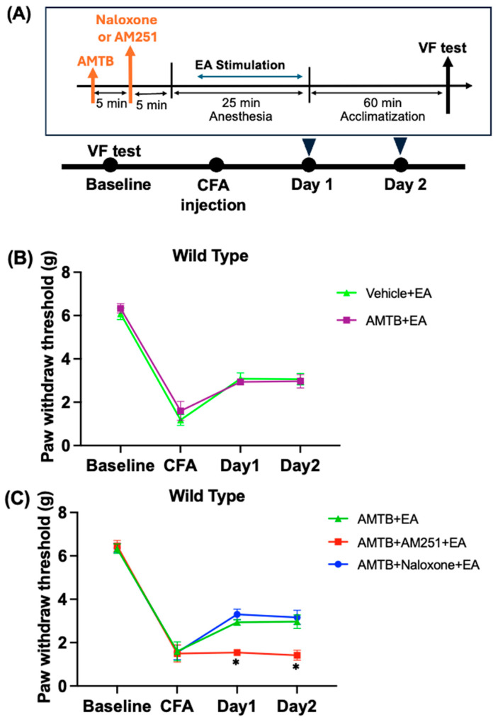 Pretreatment with AMTB had no impact on the effect of EA, which was only inhibited by AM251 and not by naloxone. The von Frey test was used to assess changes in the PWT in the Vehicle + EA group (Saline, i.p.; EA), AMTB + Naloxone + EA groups, AMTB + AM251 + EA group (AMTB + AM251, i.p.; EA), and AMTB + EA group (AMTB, i.p.; EA). (A) The flowchart of the experiment. (B) The effect of EA in the CFA pain model was assessed with AMTB (TRPM8 antagonist). (C) The effects of naloxone or AM251 on EA were assessed when the TRPM8 receptor was inhibited by AMTB (TRPM8 antagonist). EA was performed on Days 1 and 2 following the administration of the vehicle or antagonist. The values are presented as mean ± standard deviation (n = 6). * p < 0.05 compared with the AMTB + EA group.