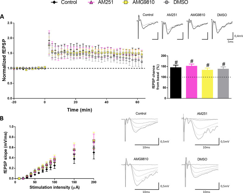 Effect of CB1R or TRPV1 receptor blockade on synaptic function and plasticity in 5xFAD/FAAH−/− mice. Acute slices from 5xFAD/FAAH−/− mice were preincubated with AM251 [4 µM], AMG9810 [3 µM] or DMSO for 20 min. Drugs or vehicle were added to circulating ACSF during recordings as well. A fEPSPs were recorded from CA3-to-CA1 synapses and normalized to the average baseline value before LTP induction. Left, Time course of fEPSPs before and after theta-burst LTP induction (5 trains of 10 bursts at 5 Hz each, 1 burst = 4 pulses at 100 Hz) from 5xFAD/FAAH−/− slices treated with AM251 (n = 6 mice), AMG9810 (n = 6 mice), or DMSO (n = 7 mice), using untreated 5xFAD/FAAH−/− slices as controls (n = 7 mice). Right, Average responses collected from the last 10 min of the recording and normalized to the baseline, with representative traces shown above. Wilcoxon tests revealed significant potentiation in both untreated and treated slices (#p < 0.05). B Input/output curves of fEPSPs evoked at the CA3–CA1 synapse by single pulses of increasing intensities (10–200 µA) in untreated slices (n = 7 mice), and in slices treated with AM251 (n = 7 mice), AMG9810 (n = 7 mice), or DMSO (n = 10 mice) from 5xFAD/FAAH−/− animals, with representative traces shown on the right. No significant differences among treatment groups were found according to Mann–Whitney tests. For all panels, data are presented as means ± s.e.m