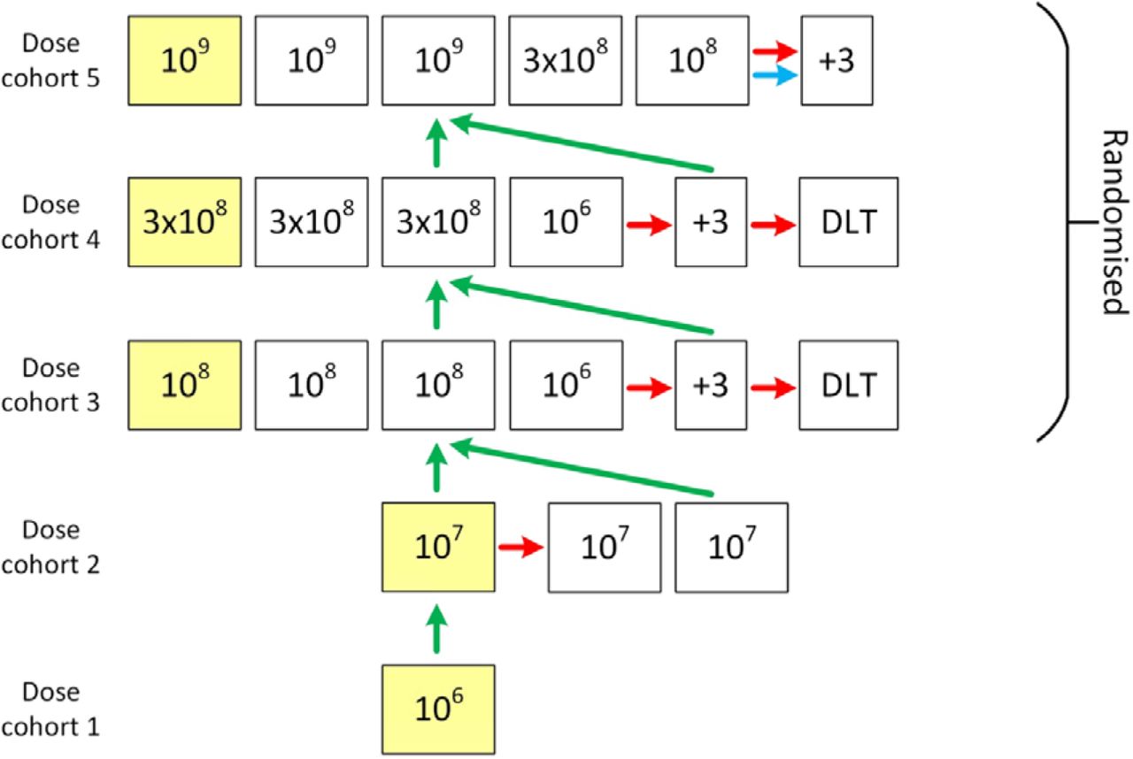 Overview of MAIL Trial design – Scenario 2. In scenario 2 there is a safety signal in cohort 2 and the DMC advise two further patients are added. No further signals are observed at 10 and the 10 doses are dropped from the randomization in cohorts 3 and, 4. A green arrow represents a DMC recommendation to dose escalate. A red arrow indicates a DMC recommendation to expand at that dose. The blue arrow indicates a trial team option to expand at highest dose. DLT is dose-limiting toxicity. Yellow squares are sentinel dosed patients. The highest dose is up to 10 cells.