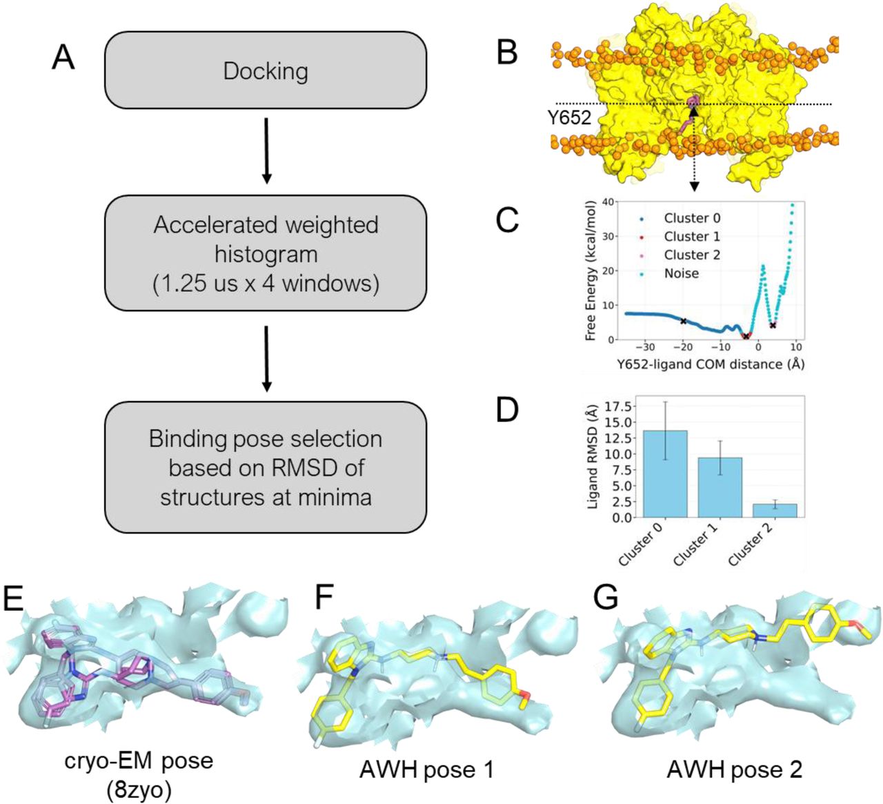 AWH workflow used to determine SCRA binding.(A) In silico workflow employed to obtain the binding pose of astemizole and SCRAs. (B) The structural representation of the sampling of the astemizole ligand along the z-axis with respect of Y652. (C) Free energy landscape of astemizole from AWH simulations using 4 windows simulating for 1250 ns. The region highlighted with the cross shows the energy minima from each cluster. (D) Root mean square deviation of the ligand within the cluster, calculated from 1000 ligands in the binding site calculated with respect to the cluster centre. The error bar shows the standard deviation of the RMSD. (E-G) The electron density map (cyan) of the ligand binding site, fitting around the ligand astemizole. The cryo-EM model (PDB entry: 8ZYO) is shown in purple (E). The frames from Cluster 1 from AWH simulations in two distinct conformations are shown in yellow (F-G).