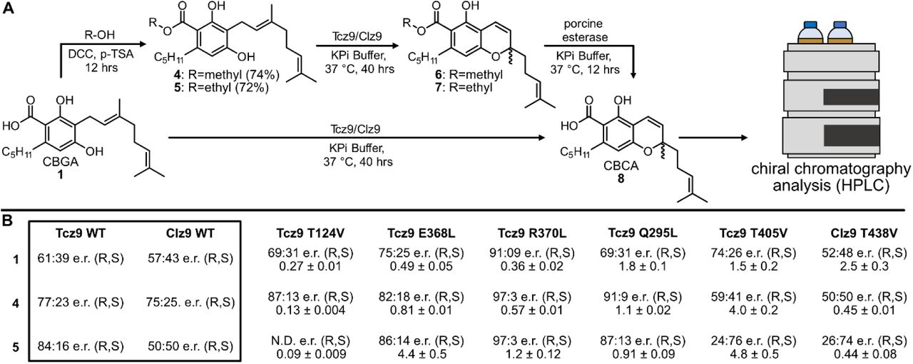 Structure-guided stereochemical biasing of CBCA formation.(A) Methodology for assaying e.r. with a variety of substrates with increasing steric hindrance at the acid position. (B) Tabulated e.r. and relative rate data for all enzymes and substrates tested.