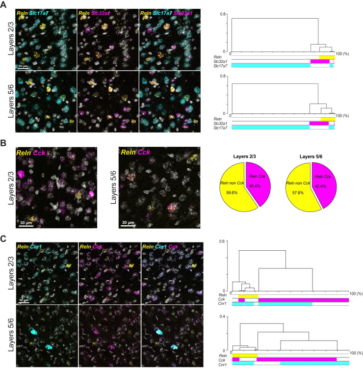 Profiling of reelin expression in the prefrontal cortex. Single-molecular fluorescent in situ hybridization of Reln, Slc32a1, Slc17a1, Cck, and Cnr1 mRNA in the prelimbic area of the prefrontal cortex. Slides were counterstained with DAPI (white). (A) Dendrograms of hierarchical clustering applied to principal component analysis of mRNA distribution profiles in superficial (layers 2/3) and deep (layers 5/6) layers. The x-axis represents the cumulative distribution as percentage, and the y-axis quantifies the dissimilarity between neurons. The colored bars indicate the mRNA composition related to each cluster. Layers 2/3: n = 70 Reln-, n = 416 Slc17a1-, and n = 87 Slc32a1-positive neurons. Layers 5/6: n = 72 Reln-, n = 370 Slc17a1-, and n = 97 Slc32a1-positive neurons. (B) Pie graph depicting the proportion (%) of Reln mRNA-positive neurons coexpressing (pink) or not (yellow) Cck mRNA across the different layers. Layers 2/3: 45.8%, n = 118 Reln-positive neurons and layers 5/6: 51.6% n = 91 Reln-positive neurons. (C) Dendrograms of hierarchical clustering on principal component analysis of mRNA distribution analysis in superficial and deep layers. Layers 2/3: n = 46 Reln-, n = 233 Cnr1-, and n = 287 Cck-positive neurons and layers 5/6: n = 16 Reln-, n = 96 Cnr1-, and n = 101 Cck-positive neurons. mRNA, messenger RNA.
