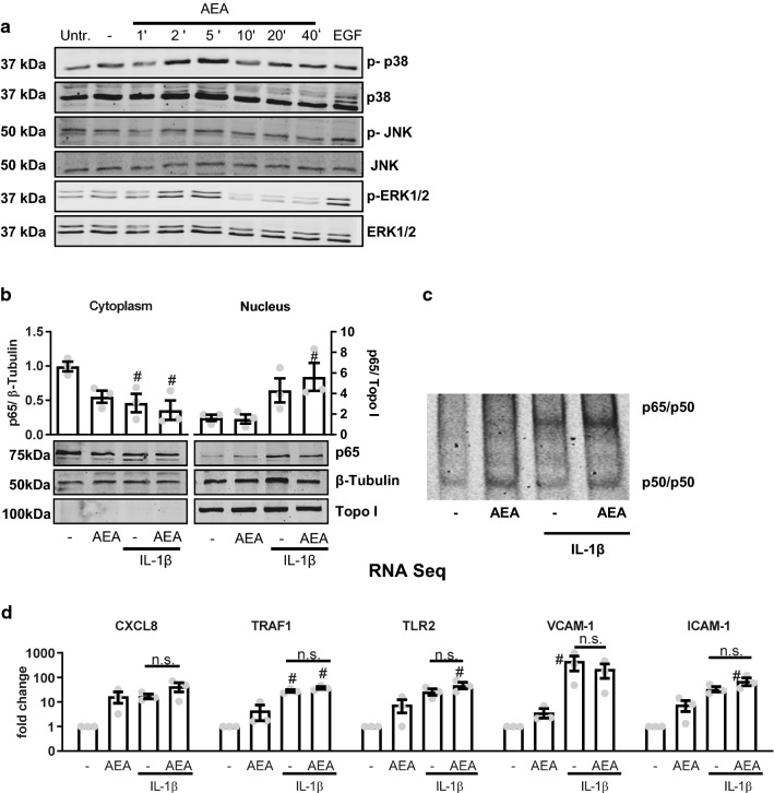 AEA-mediated anti-inflammatory actions are not mediated by altered NF-kB/AP-1 signaling. a Effect of AEA (100 nmol/L, applied for the minutes indicated) and the positive control EGF (10 ng/ml, 10 min) on expression and phosphorylation (indicated by p) of the MAP kinases shown as detected by Western blot from HAoSMC. Untr. untreated, - solvent control (ethanol 0.05%). b Western blot analysis of NF-κB p65 localization in HAoSMC after exposure to IL1β (30 min, 10 ng/ml) and AEA (150 min, 100 nmol/L). N = 3, c Exemplary electrophoretic mobility shift assay (EMSA) for NFκB of human aortic smooth muscle cells treated with or without AEA (CTL or 100 nmol/L, 150 min) and subsequently with our without IL-1β (10 ng/mL, 30 min). d Expression of known NF-κB/AP-1 target genes from the RNA-Seq data set. Reads are normalized to solvent control to determine fold changes shown on a logarithmic axis. N = 3. #p < 0.05—vs. treatment. Ordinary one-way ANOVA with Tukey’s multiple comparison post-hoc test. If not normally distributed nonparametric ANOVA with Kruskal–Wallis test and Dunn’s multiple comparison post-hoc test