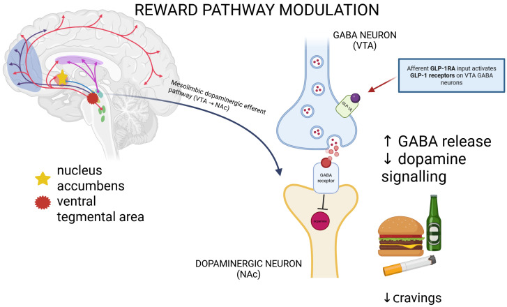 Proposed mechanism of inhibition of the dopaminergic pathway by GLP-1. GLP-1 receptor activation modulates mesolimbic reward circuitry. GLP-1 receptor agonists provide afferent input by acting on GLP-1 receptors expressed on GABAergic neurons within key reward-related regions, including the ventral tegmental area (VTA). Activation of these receptors enhances GABA release onto dopaminergic neurons in the VTA, resulting in reduced dopaminergic efferent signaling along the mesolimbic pathway from the VTA to the nucleus accumbens (NAc). This suppression of dopaminergic signaling is thought to attenuate reward salience and motivational drive associated with food cues and a broad range of addictive substances, including drugs, alcohol, and nicotine, ultimately resulting in reduced craving and substance-seeking behavior [53,55]. Increase ↑; decreased ↓.