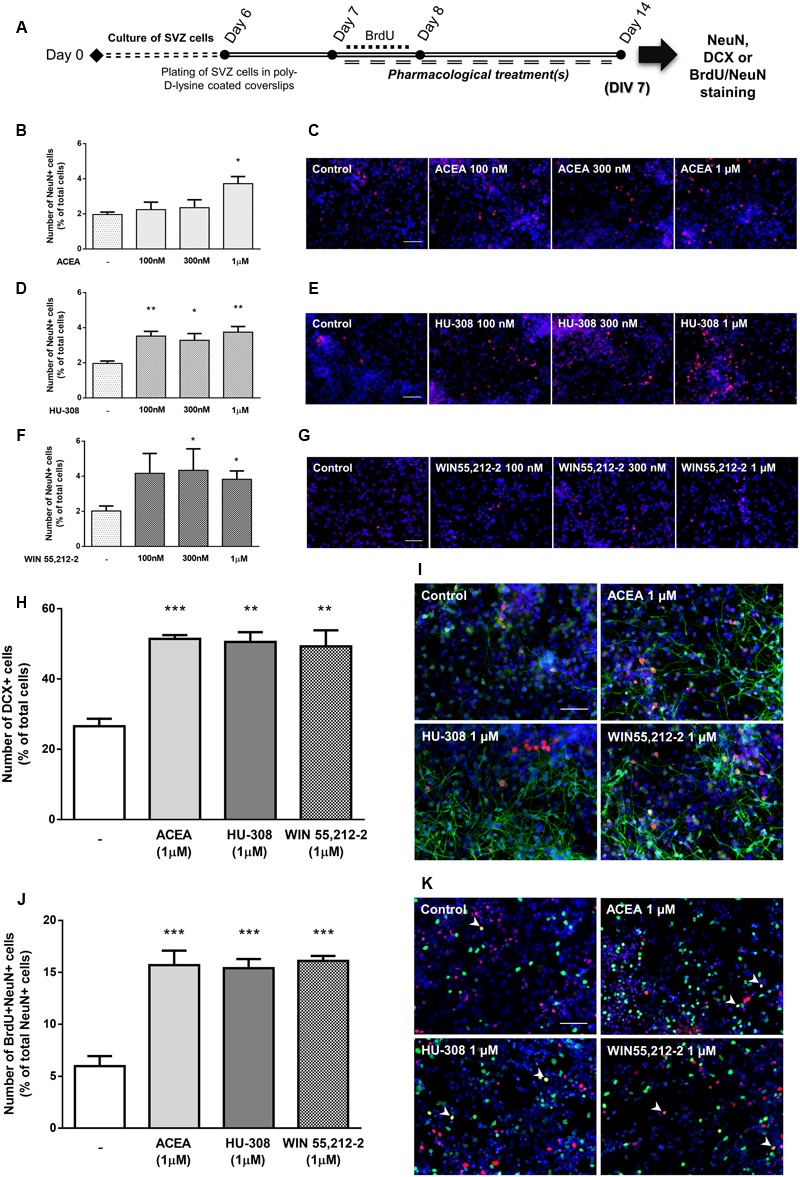 Selective and non-selective CBR activation induces SVZ neuronal differentiation. (A) Schematic representation of the experimental protocol. Day 0 represents the day of cultures; at Day 6 SVZ neurospheres were plated for 24 h and at Day 7 cells were exposed to pharmacological treatments for further 7 days (Day 14); for a subset of experiments BrdU was added for 24 h at Day 7. (B,D,F,H,J) Bar graphs depict the number of NeuN-positive cells expressed as percentage of total cells (B,D,F); of DCX-positive cells expressed as percentage of total cells (H) and of BrdU/NeuN-positive cells expressed as percentage of total NeuN-positive cells (J) per culture. Data are expressed as mean ± SEM. n = 3–12. ∗p < 0.05, ∗∗p < 0.01, and ∗∗∗p < 0.001 using Dunnett’s multiple comparison test. (C–K) Representative fluorescent digital images of NeuN+ (red) cells (C–G); DCX+ (green), NeuN+ (red) cells (I); BrdU+ (green), NeuN+ (red) cells (K). Hoechst 33342 staining in blue, arrowheads indicate BrdU/NeuN-positive cells. Scale bars = 50 μm.