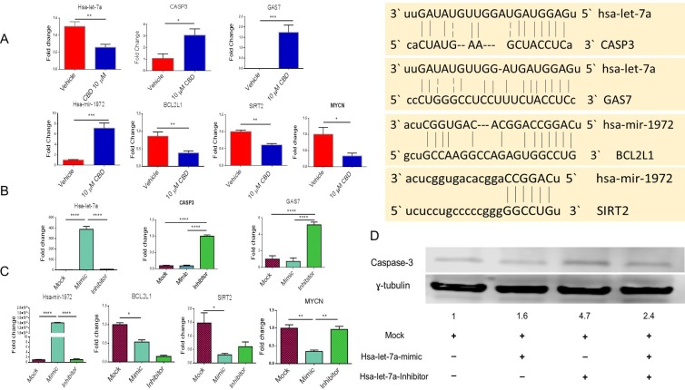 Validation of miRNA and their potential targets(A) SHSY 5Y cells were cultured with either DMSO or 10 µM CBD as described in Figure 1 legend. Next, qPCR was performed for the genes of interest according to Ingenuity Pathway Analysis map. (B) SH SY5Y cells were treated with either mock, hsa-let-7a-mimic or hsa-let-7a inhibitor for 24 hours. Next, qPCR was performed. We validated that hsa-let-7a transfection was successful as shown in the first panel. The next two panels show the levels of expression of caspase-3 and GAS7. (C) SH SY5Y cells were treated with mock, hsa-miRNA-1972 mimic or hsa-miRNA-1972 inhibitor. Next, qPCR was performed. First panel shows validation that hsa-miRNA-1972 transfection was successful. The next three panels show the levels of expression of BCL2L1, Sirt-2, and MYCN. (D) After transfecting SH SY5Y with hsa-let-7a mimic and inhibitor, protein was obtained and western blot was done to detect the level of caspase-3. The level of caspase-3 protein was 4.7 folds higher than the mock control. Significance (p < 0.05) for Panel A was performed by using Student’s t-test and for Panel B and C was determined using one-way ANOVA and post-hoc Tukey’s test.
