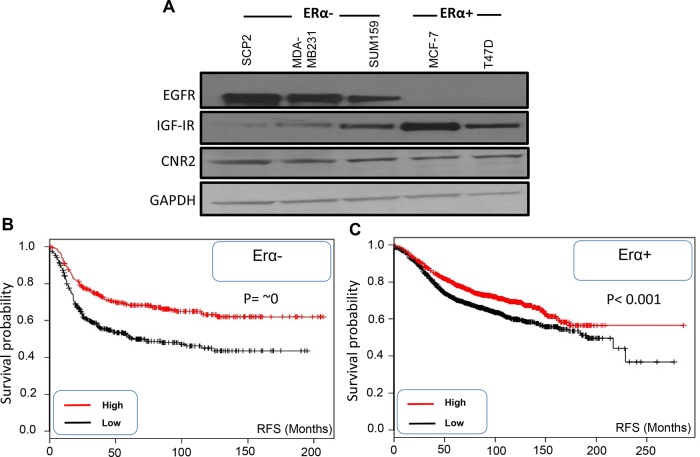 Expression of EGFR, IGF-IR and CNR2 proteins in ERα- and ERα+ breast cancer cells and correlation of CNR2 to breast cancer patient prognosisA. Western blot image shows expression of EGFR, IGF-IR and CNR2 proteins in different ERα- (SCP2, MDA-MB231 and SUM159) and ERα+ (MCF-7 and T47D) breast cancer cell lines. GAPDH was used as a loading control. B. Kaplan Meier blot showing recurrence free survival (RFS) of high/low expressing CNR2 breast cancer patients of ERα- subtype. P value = ~ zero. C. Kaplan Meier blot showing recurrence free survival (RFS) of high/low expressing CNR2 breast cancer patients of ERα+ subtype. P value = 1e−05.