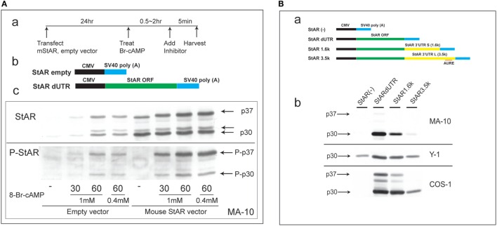 Characterization of N-terminal sequence changes in the 3′UTR of mouse StAR mRNA. (A) Design for the transfection of MA-10 cells with dUTR–StAR and stimulation by Br-cAMP (a). Diagram showing empty vector and StAR expression vector (StAR dUTR) (b). Comparison of the N-terminal cleavage and phosphorylation of natively expressed and transfected StAR dUTR. Each is stimulated for 0, 30, and 60 min (c). (B) Diagram showing empty vector and StAR expression vectors with different 3′UTRs (a). Effects of StAR 3′UTR on basal expression in StAR cDNA constructs. Western blot of StAR protein in MA-10, Y-1, and COS-1 cells transfected with these vectors (b) (46).