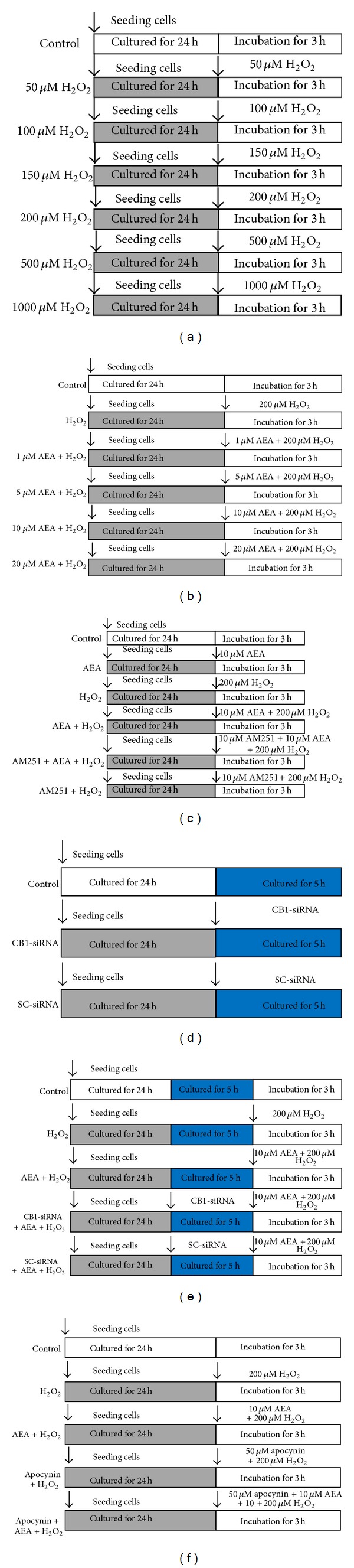 Experimental protocol diagram. (a) The HT22 cells were assigned into seven groups. The control cells were cultured in drug-free medium, and the other six groups were exposed to different concentrations of H2O2 for 3 h, ranging from 50 μM to 1000 μM. MTT assay was taken to determine the injury degree. (b) The cells were divided into six groups; except for control and H2O2 only groups, the other four groups were exposed to 200 μM H2O2 plus different concentrations of AEA for 3 h. MTT assay was taken to evaluate the injury degree. (c) The cells were assigned into six groups, including control, AEA, H2O2, AEA + H2O2, AM251 + AEA + H2O2, and AM251 + H2O2 groups. After an incubation of 3 h, MTT assay, LDH release, and western blotting were taken to determine the roles of CB1 and Nox2 in AEA-induced protection. (d) The cells were divided into three groups, including control, CB1-siRNA, and SC-siRNA groups; after an incubation of 5 h, western blotting was used to evaluate the silencing rate of CB1 protein expression. (e) Then, the cells were divided into five groups, including control, H2O2, AEA + H2O2, CB1-siRNA + AEA + H2O2, and SC-siRNA + AEA + H2O2; the cell injury was evaluated by MTT and LDH release at 3 h after incubation, and ROS generation was evaluated by measuring fluorescence intensity. (f) The cells were divided into five groups, including control, H2O2, AEA + H2O2, apocynin + AEA + H2O2, and apocynin + AEA + H2O2; western blotting, MTT assay, and LDH release were taken to measure Nox2 expression and cell injury.